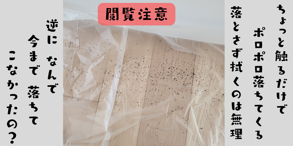 拭き取って落ちてきた黒カビが養生シートに広がっている様子